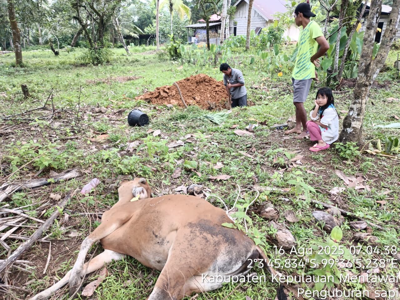 Diduga terjangkit virus jembrana   ternak sapi warga mati mendadak.