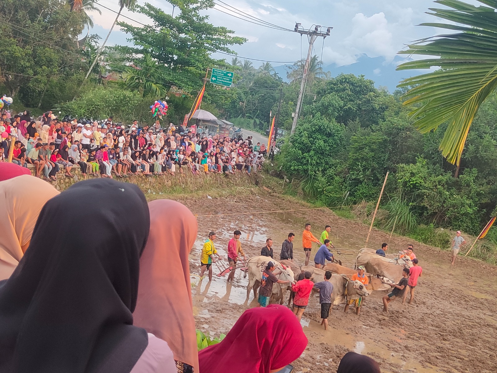 Perhelatan Pacu Jawi di Jorong Boncah, Nagari Batubalang, Kecamatan Harau, Kabupaten Limapuluh Kota ramai dihadiri masyarakat, Selasa sore (30/9/2025).
