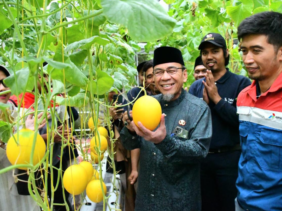 Wakil Wali Kota Padang, Maigus Nasir, memanen melon Golden Premium hidroponik bersama Kelompok Tani Muda di Teluk Kabung Tengah. (Foto: Prokopim)