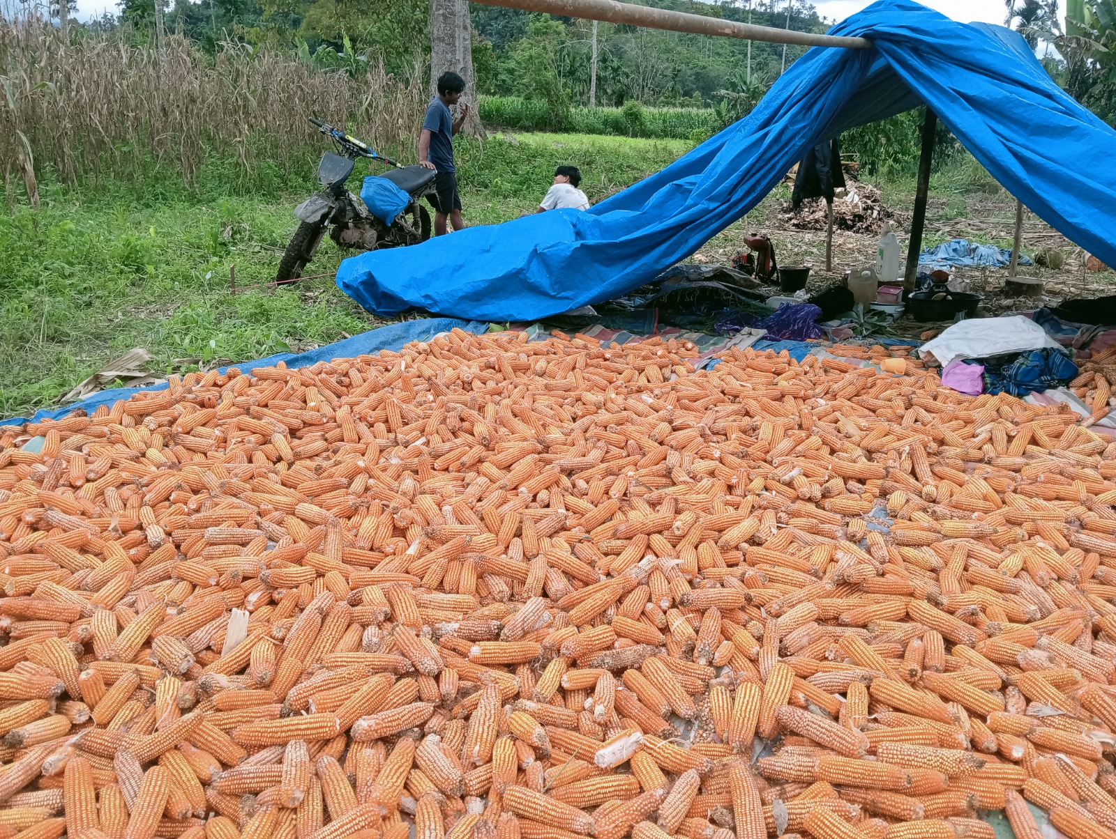Harga jagung di Solok Selatan masih bertahan tinggi di kisaran Rp5.600 per kilogram, memberi angin segar bagi petani lokal. ARDI/PADEK
