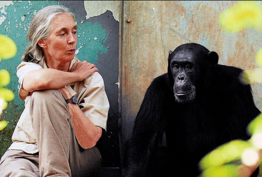 Jane Goodall dengan simpanse di Taman Nasional Gombe Stream di Tanzania.(Foto: Dok. janegoodall.org)