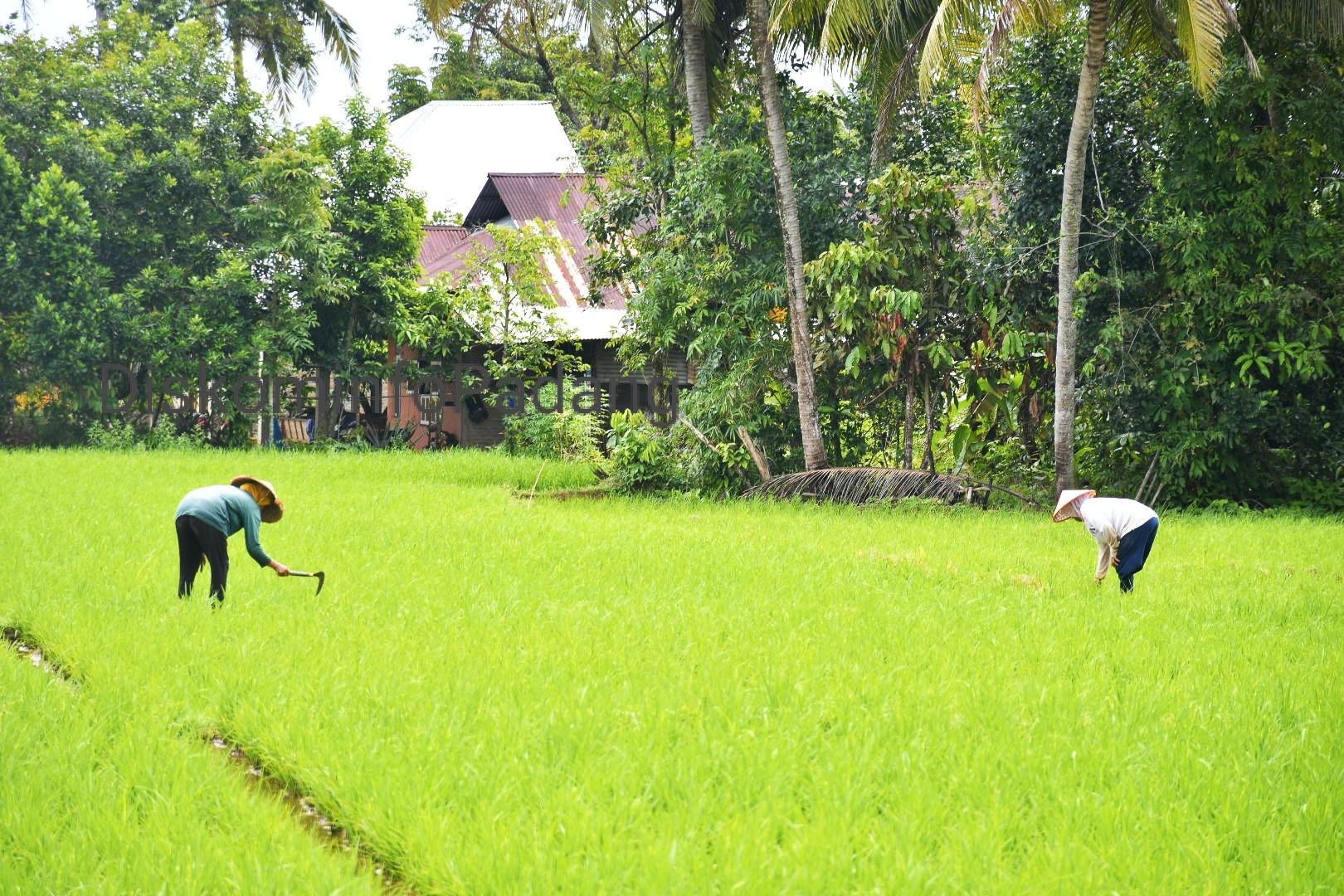 Dua petani di Kecamatan Koto Tangah, Kota Padang, terlihat sedang membersihkan rumput di lahan sawah mereka, Minggu (5/10/2025). (Foto Diskominfo Padang)