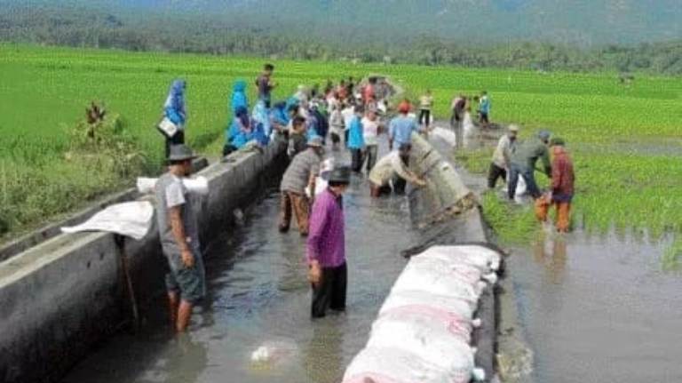 Mendesak Perbaikan Irigasi Banda Tangah JeboL.