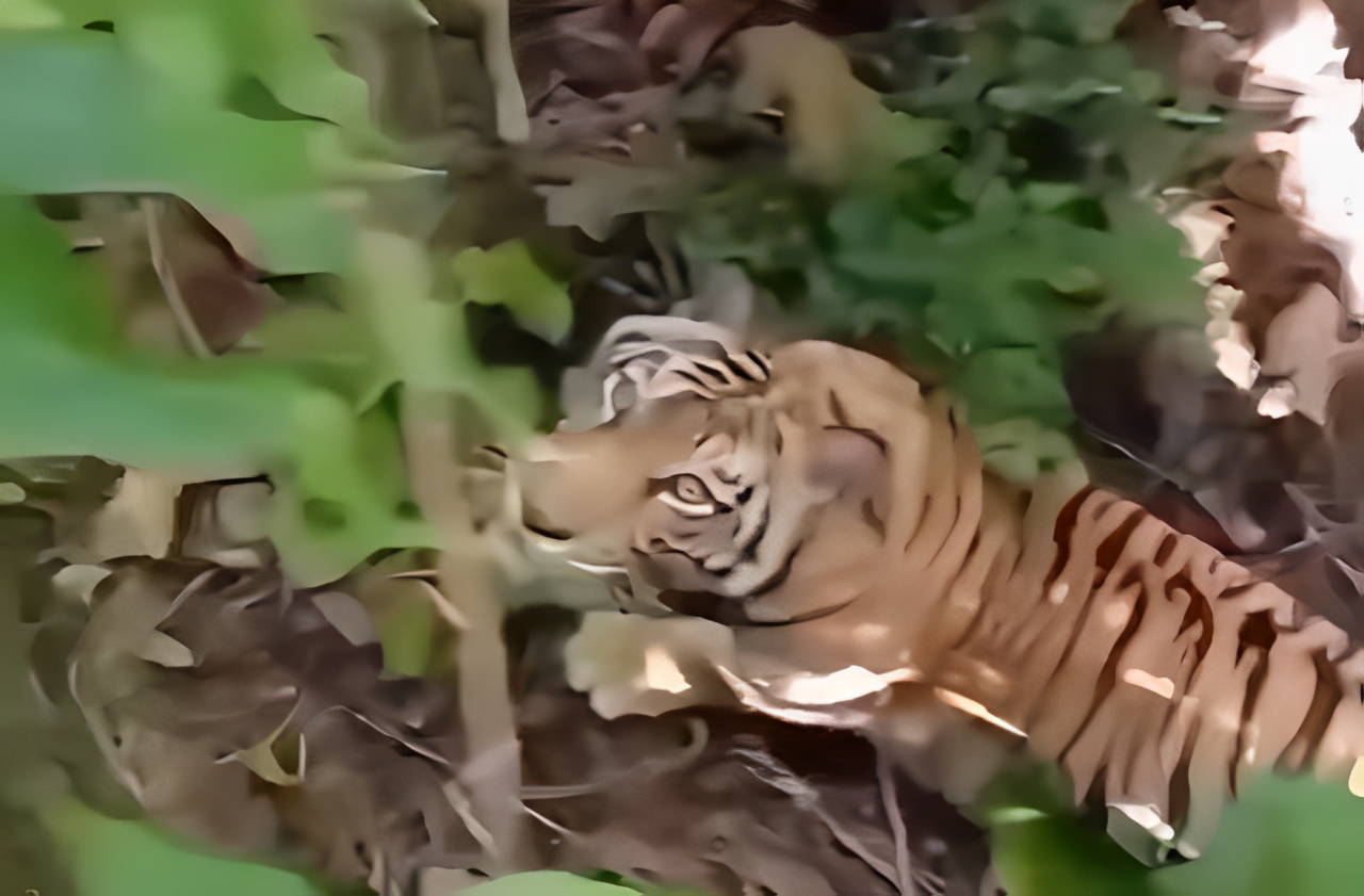 Warga kembali dikejutkan dengan kemunculan Harimau Sumatera di dekat permukiman Batu Catuan Batang Lolo Sungai Rambutan, Nagari Persiapan Batang Lolo Pakan Rabaa, Kamis (9/10/2025) pagi.