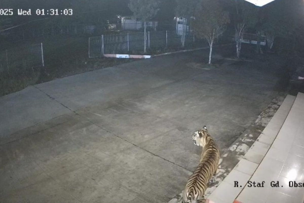 SATWA DILINDUNGI: Seekor harimau sumatera terekam kamera CCTV masuk dan berkeliaran di area perkantoran Badan Riset dan Inovasi Nasional (BRIN) di Palupuah, Agam, Rabu (15/10) dini hari.