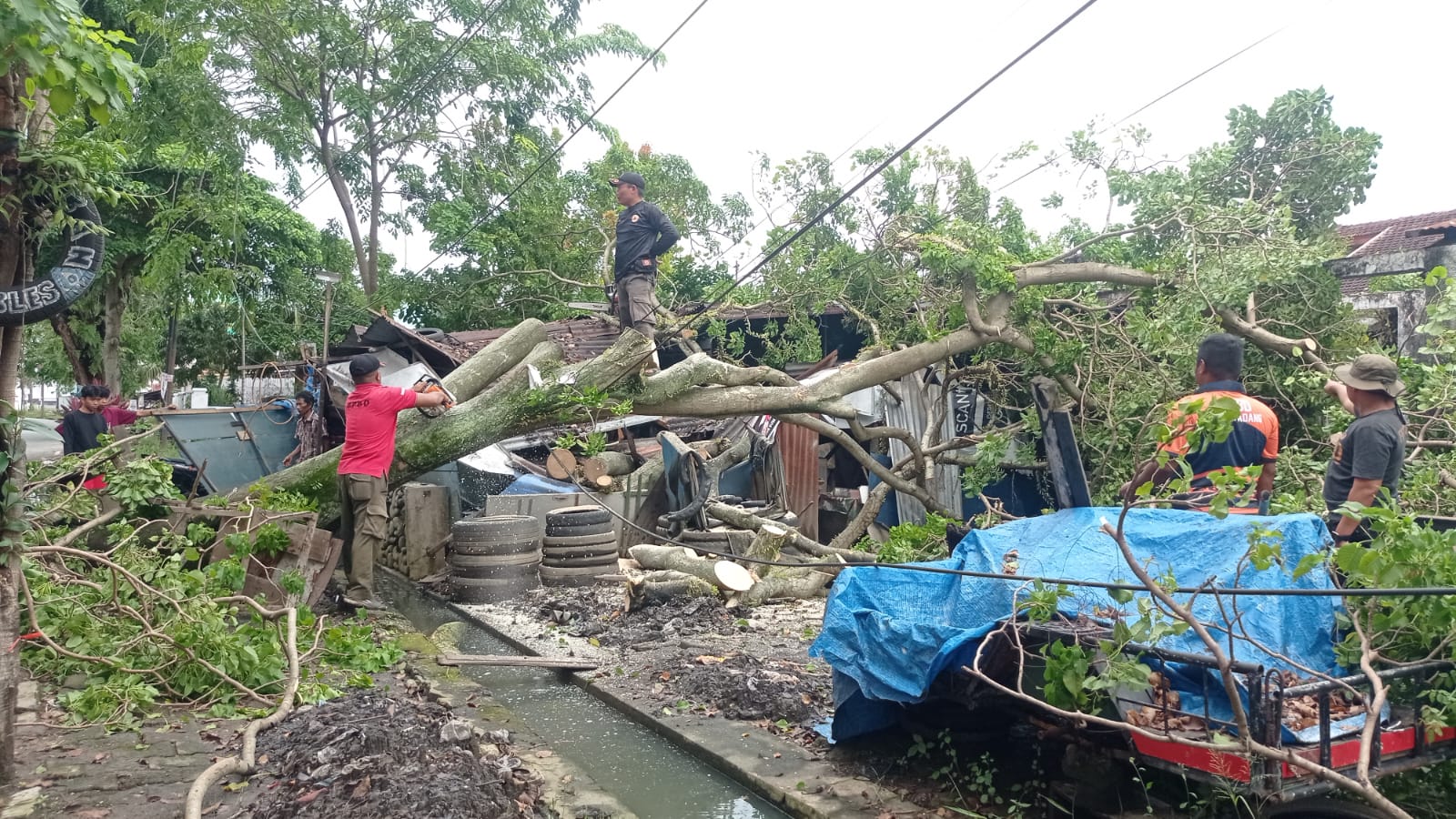 Pohon Dadok besar tumbang menimpa satu unit bengkel di Ulakkarang, Kota Padang, Minggu (19/10/2025). BPBD Kota Padang segera bergerak melakukan pembersihan.