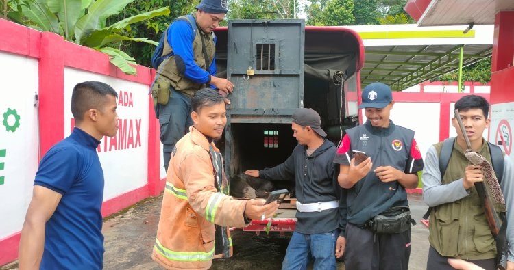 DILINDUNGI: Petugas BKSDA Pasaman bersama tim Damkar mengevakuasi seekor anak beruang madu yang terjerat di kebun salak milik warga di Jorong Mangguang, Lubuk Sikaping, Pasaman, Minggu (19/1).