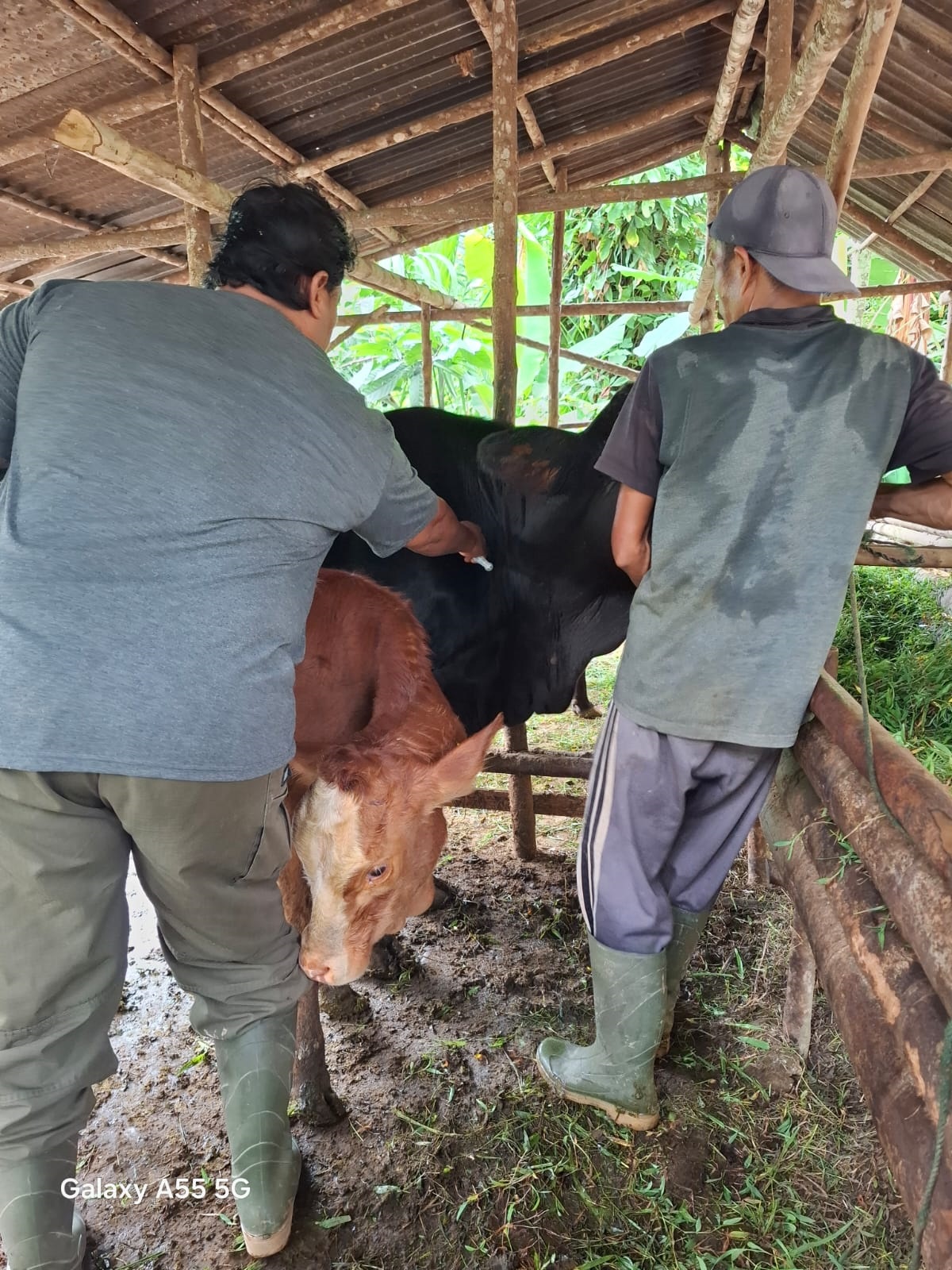 PENGECEKAN: Petugas Puskeswan Painan, Mardoni, saat melakukan pengobatan terhadap ternak sapi milik warga di Nagari Tambang, Kecamatan IV Jurai, Pesisir Selatan, yang terjangkit penyakit miasis.