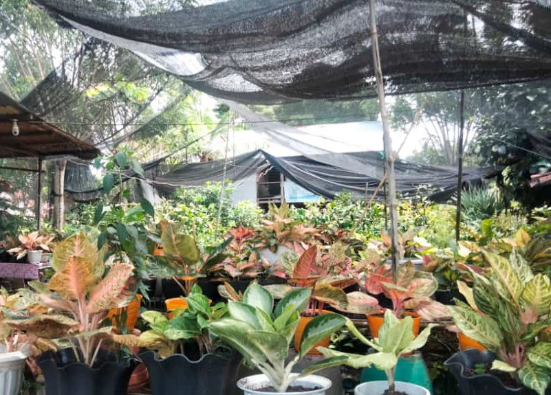 Tanaman hias Aglonema kian diminati warga Sumbar. Permintaannya meningkat dari Padang, Bukittinggi, dan Solok. Terlihat salah satu usaha tanaman hias di Lubuk Minturun, Padang. (F: Mengki Kurniawan)