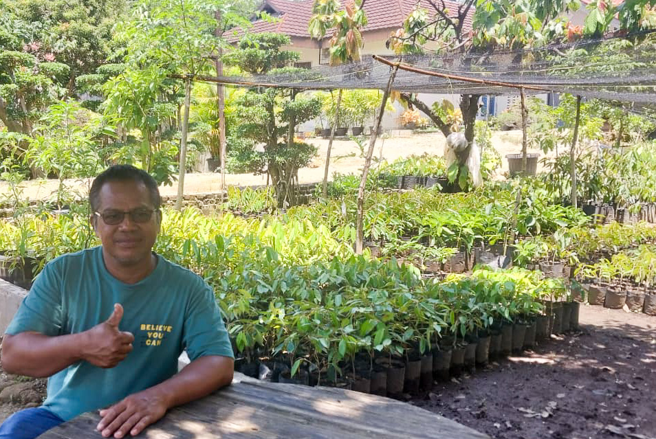 Di Lubuk Minturun, Padang, pembibit buah Zendri menjaga tradisi agraris turun-temurun dan buktikan keahlian manusia tak tergantikan oleh teknologi.(Foto: Mengki Kurniawan/Padeks)