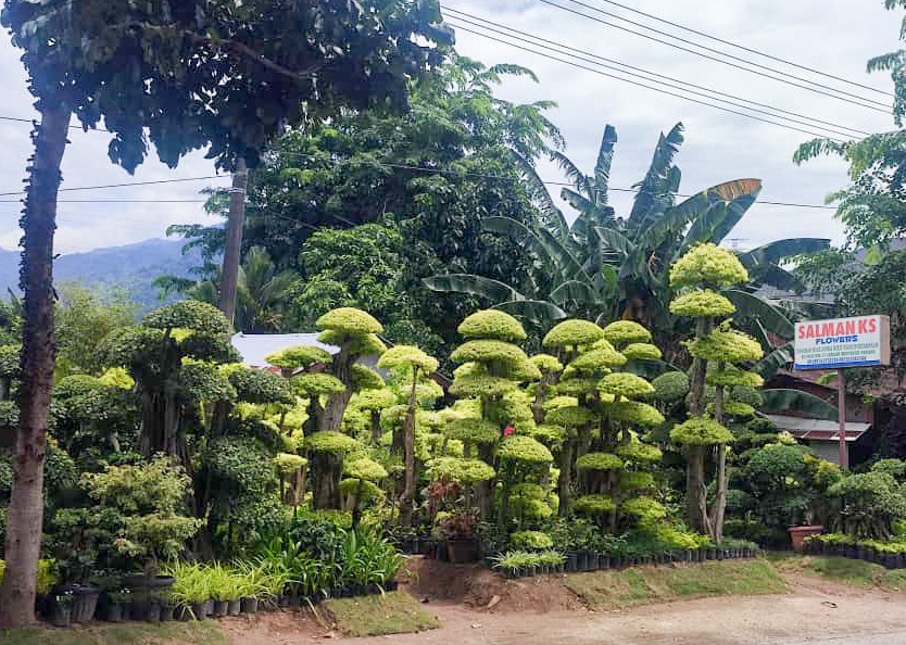 Usaha Salman KS Flowers yang berada di sisi Jalan Bypass KM 17, Lubuk Minturun, Koto Tangah, Padang. (Foto: Riyadhatul Khalbi/Padeks)