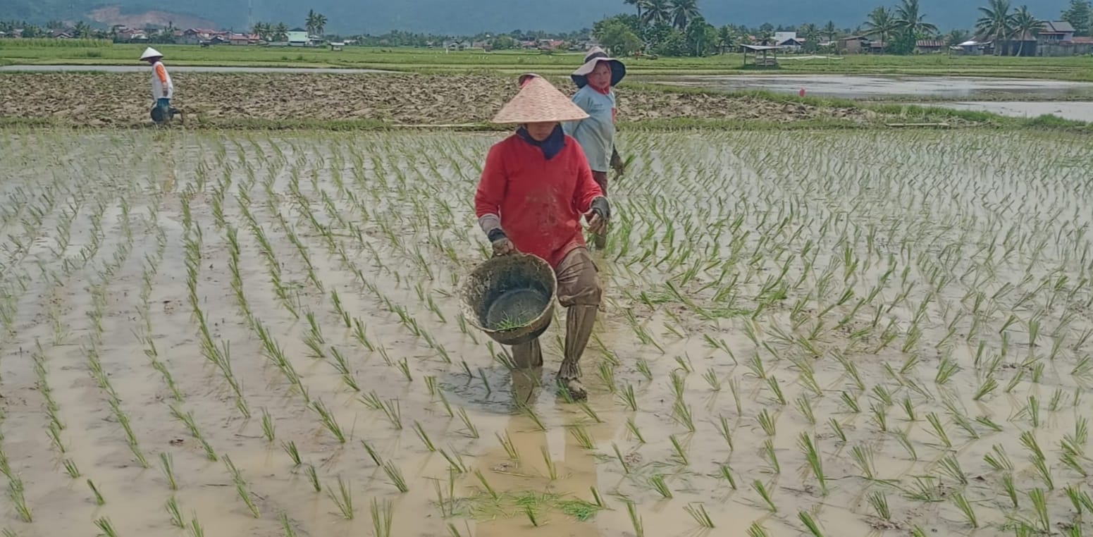 Para petani sibuk menanam padi di areal persawahan di daerah Aiepacah, Kota Padang, beberapa waktu lalu.