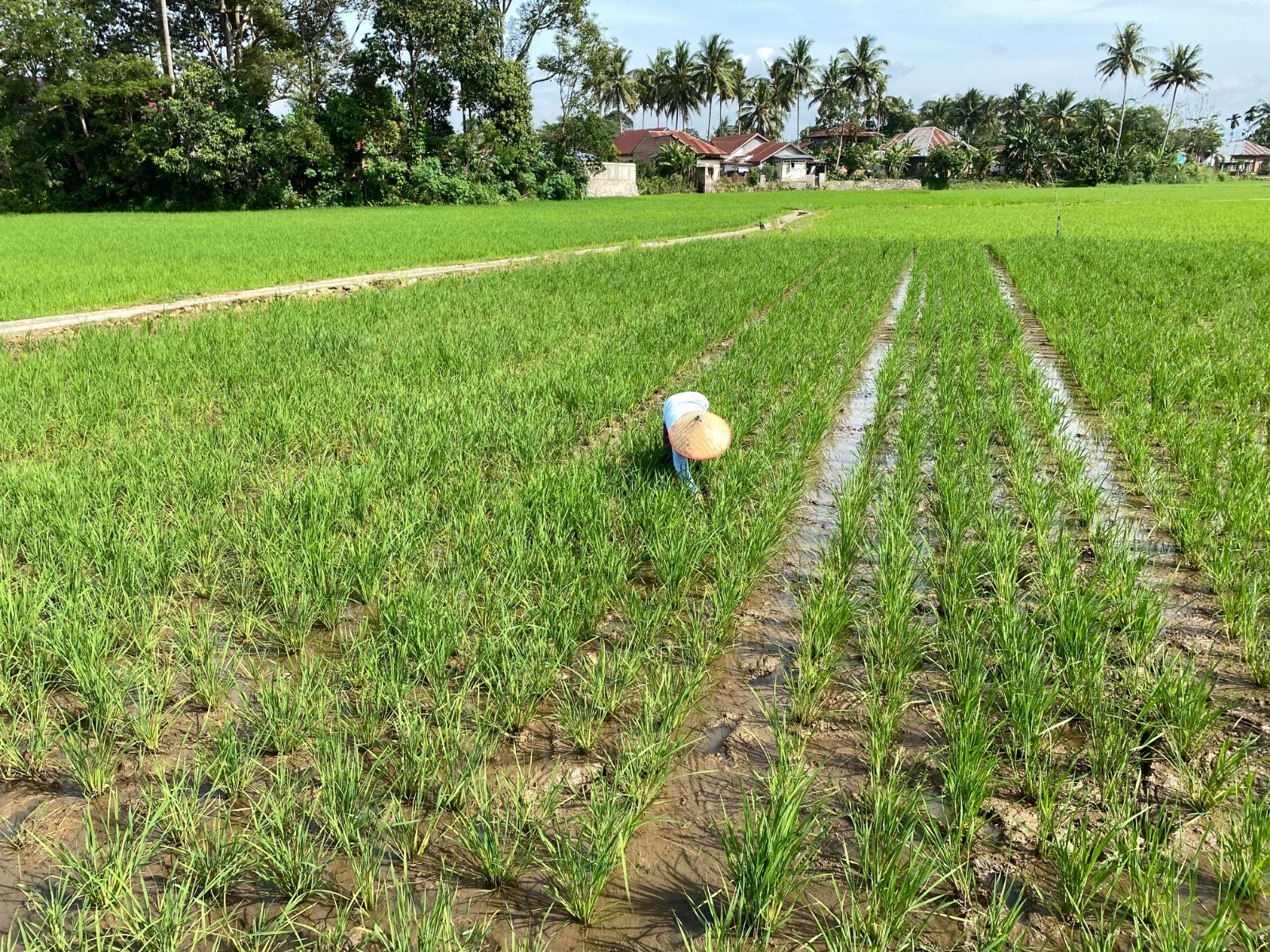 KABAR GEMBIRA: Petani di Kelurahan Balaijariang Aia Tabik, Kecamatan Payakumbuh Timur bekerja membersihkan sawahnya kemarin.