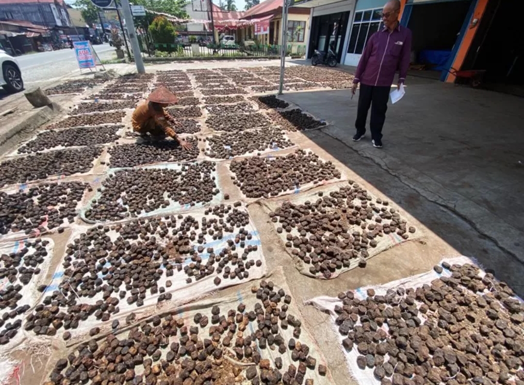 Seorang pekerja tengah menjemur gambir di halaman gudang di Kecamatan Harau, Kabupaten Limapuluh Kota, Sumbar, Rabu (20/8). (Foto: Dok. PADEK)