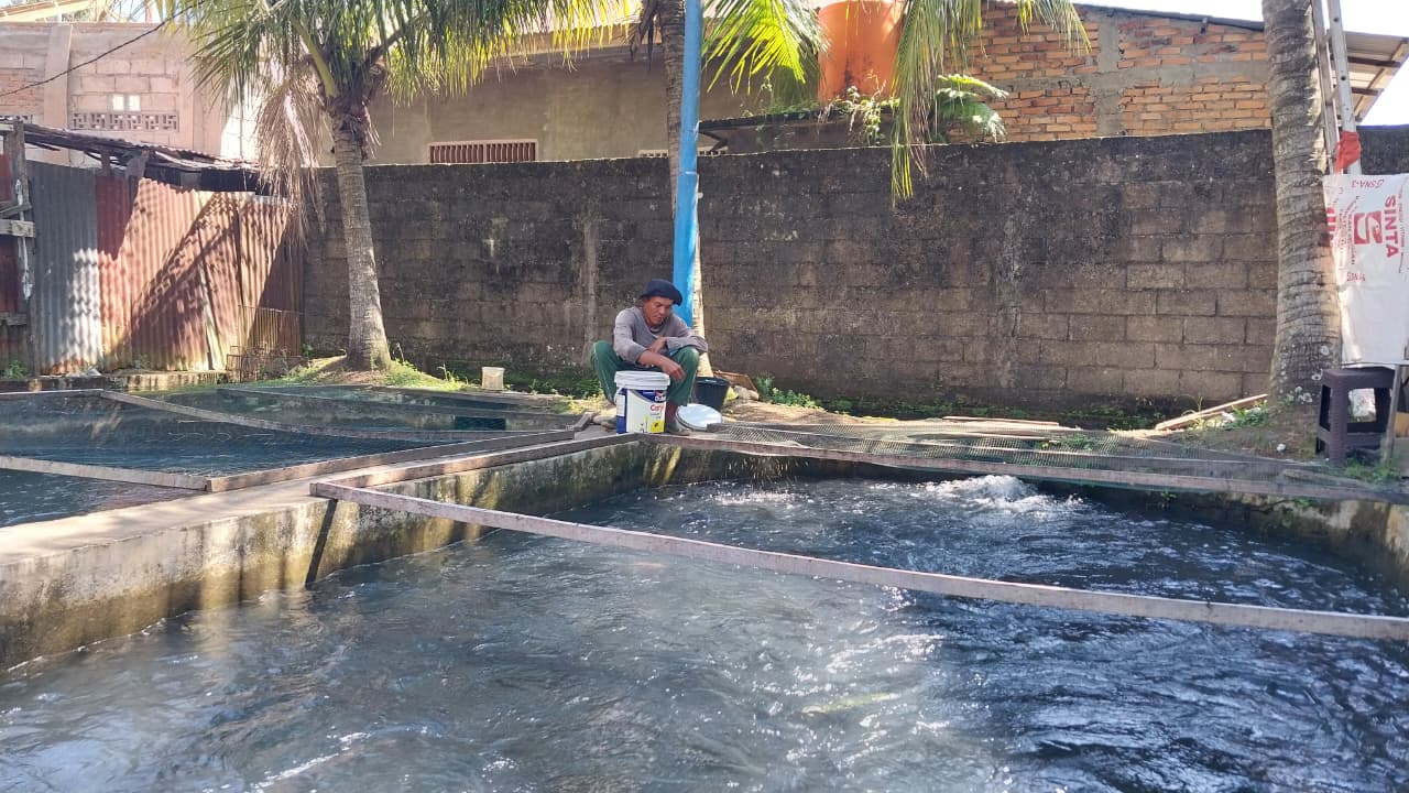 Sepria Arizal Dasman (45), saat memberi makan ikan nilanya di Kampung Pinang, Kelurahan Lambung Bukit, Kecamatan Pauh, Kamis siang (30/10/2025). (Foto: Mengki Kurniawan/Padeks)