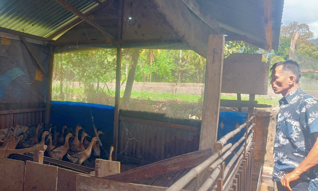 Peternak di Limau Manis, Padang, hasilkan 80 butir telur per hari dari 100 itik petelur dan berharap dukungan pemerintah daerah.