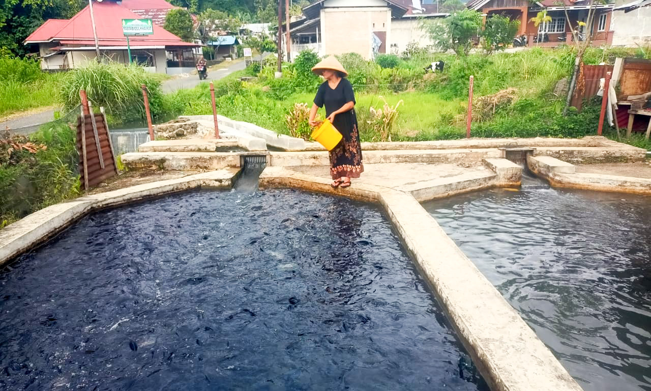 Tati Narti memberi pakan ikan nila di kolam budidayanya di Limau Manis, Padang, Jumat (31/10/2025).