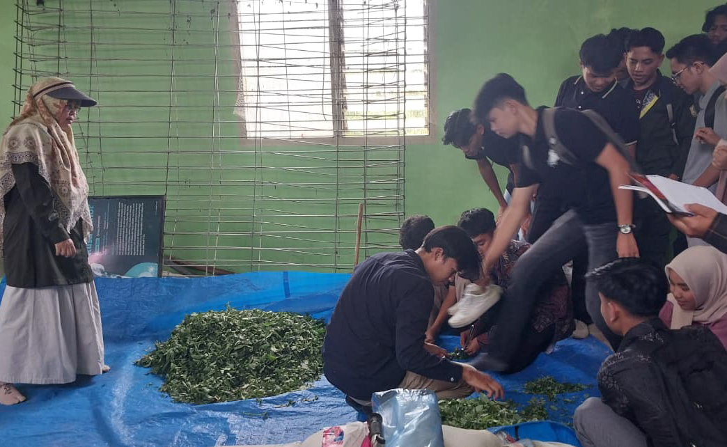 Mahasiswa Peternakan Unand mempraktikkan teknik pembuatan silase di Edufarm, Fakultas Peternakan. (Foto: Mengki Kurniawan/Padeks)