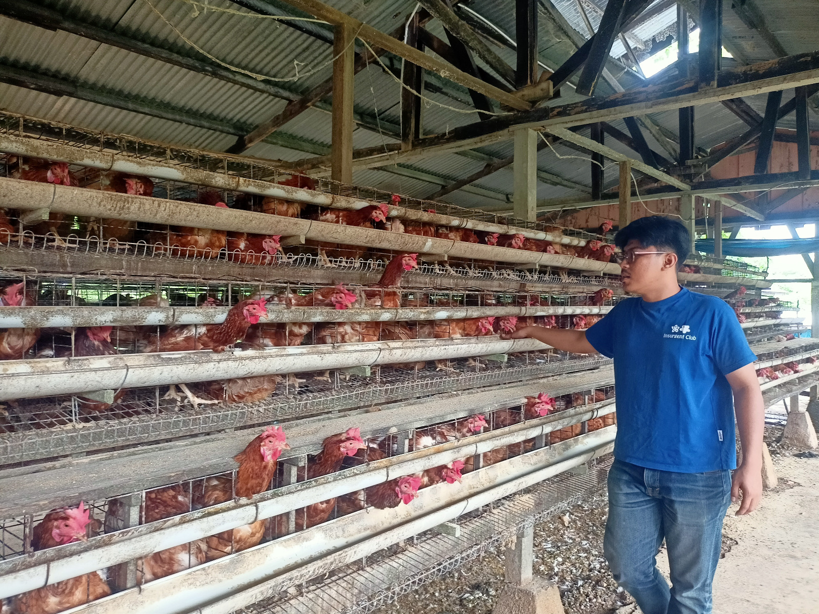 Seorang mahasiswa Peternakan Unand membersihkan kandang ayam Edu Farm Unand, Limaumanis, kemarin.
