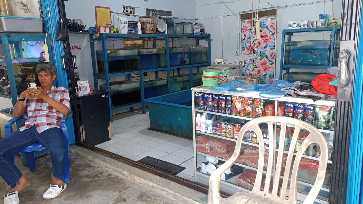 Hobi ikan hias mengantarkan Firman, 54, menjadi penjual ikan hias di Padang dengan pelanggan lintas daerah. (Foto: Fadli Zikri/Padeks)