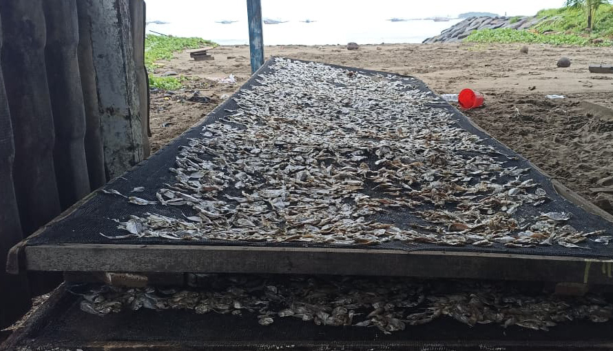 Musim hujan ganggu produksi ikan asin di Pantai Pasir Jambak Padang. Pengeringan terhambat, kualitas turun, dan harga berpotensi naik. (Foto: Fadli Zikri/Padeks)