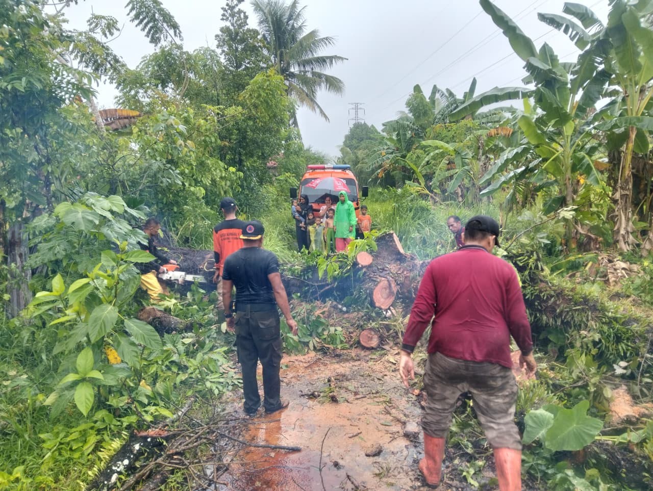 DOMINAN: Tim BPBD Padang saat menangani pohon tumbang, Minggu (23/11). Pohon tumbang menjadi kejadian yang paling banyak dilaporkan terjadi di Kota Padang, seiring cuaca ekstrem dalam beberapa hari te