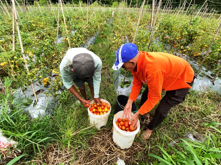 FLUKTUASI HARGA: Rissiwan, petani tomat di Nagari Kototangah Batu Hampa, menunjukkan hasil panennya yang melimpah di tengah anjloknya harga tomat di tingkat petani, Kamis (23/11).
