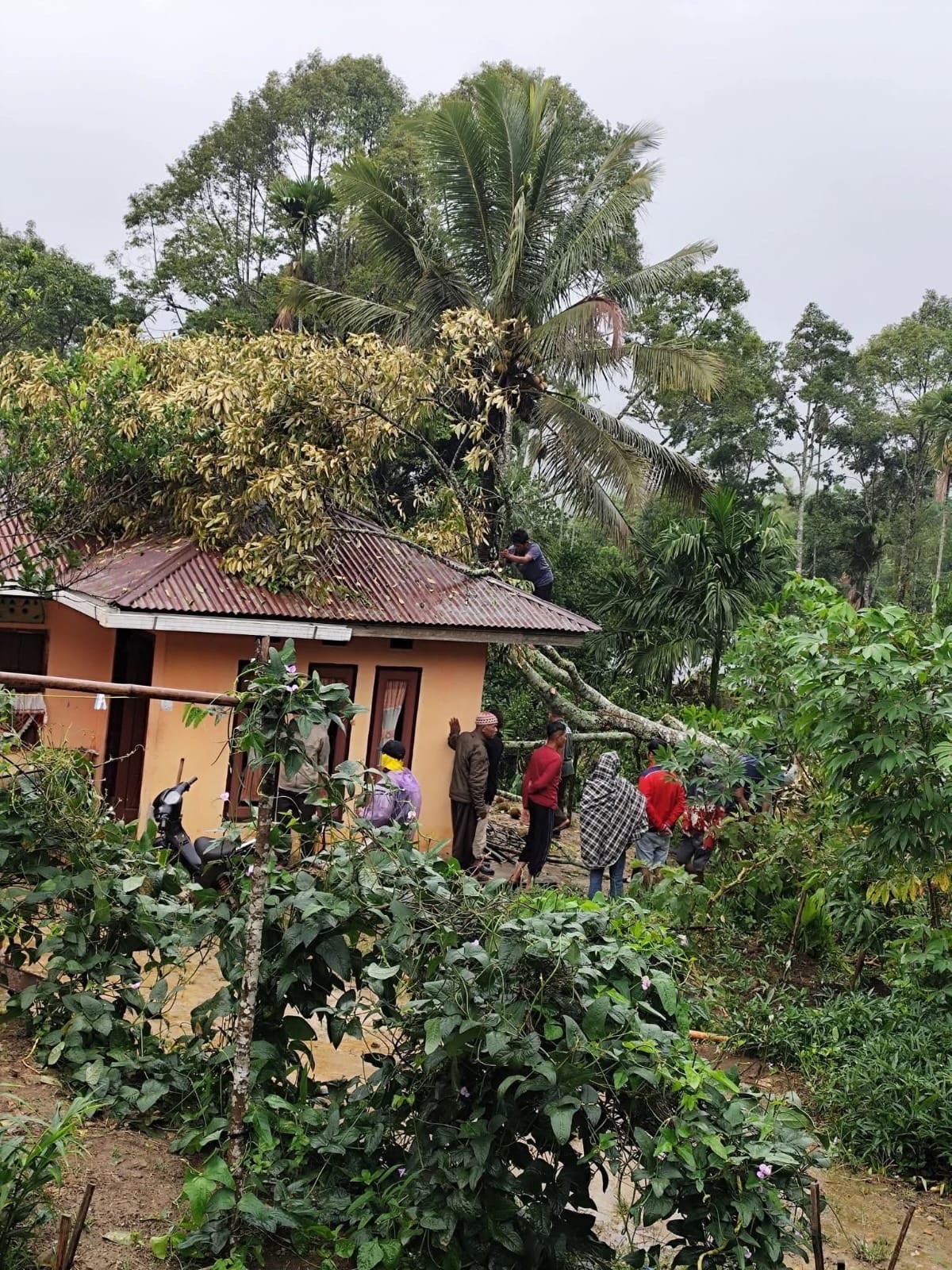 WASPADA: Warga membersihkan material pohon tumbang yang menimpa rumah Pipi Aprilia di Kosiak Rampung, Jorong Sungai Mangkirai, Nagari Pandam Gadang, Kecamatan Gunung Omeh, Selasa (25/11).