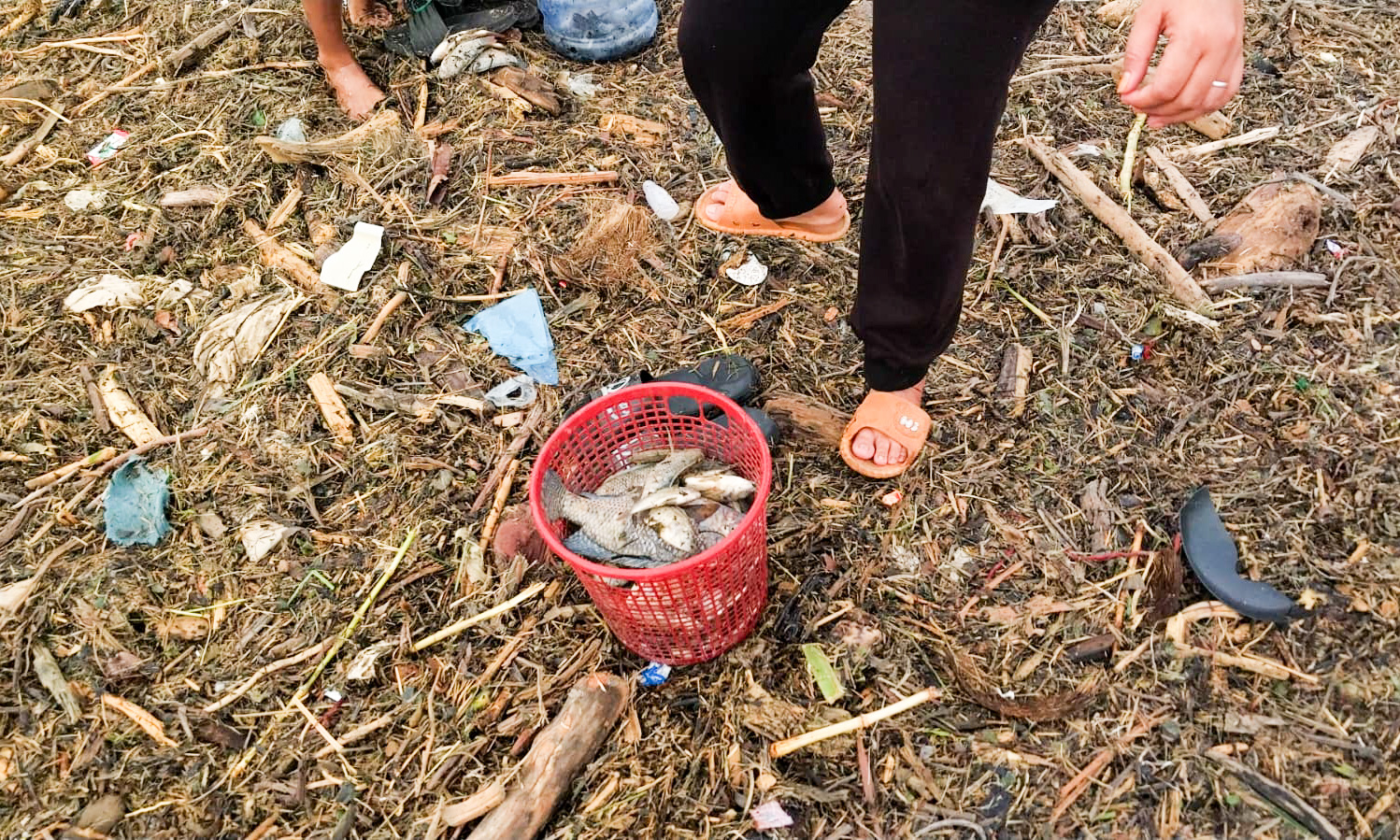 Jumat sore (28/11/2025), tak jauh dari Tugu Merpati Perdamaian, warga menangkapi ikan air tawar menggelepar di antara kayu, plastik, dan sisa material banjir.