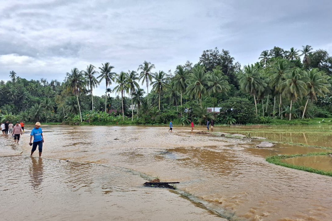 Banjir rendam 1200 ha sawah di Pariaman dan rusak infrastruktur. Pemko pastikan bantuan pangan dan pendataan kerugian terus diperbarui, Sabtu (29/11/2025).