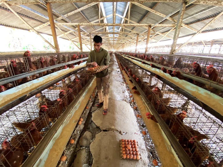 TERUS BERJALAN : Pemilik peternakan ayam petelur, Ermrizal Jalinus terlihat sedang memanen telur ayam di mana dia saat ini dihadapkan dengan tingginya harga pakan.