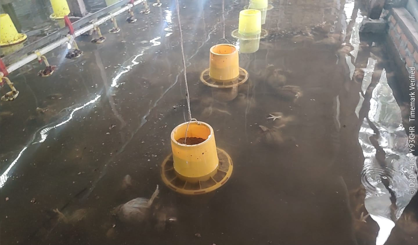 Sejumlah ayam ternak mati terendam banjir di salah satu peternakan di Kota Padang, beberapa waktu lalu.