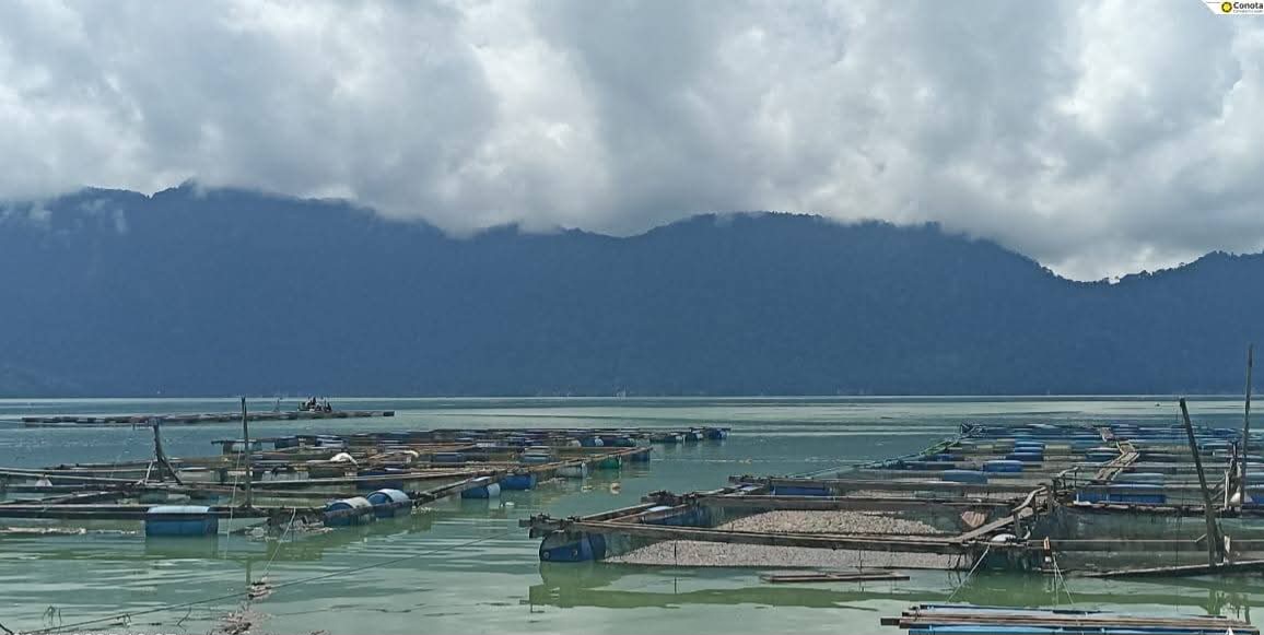 Ratusan Ikan KJA Maninjau mati.