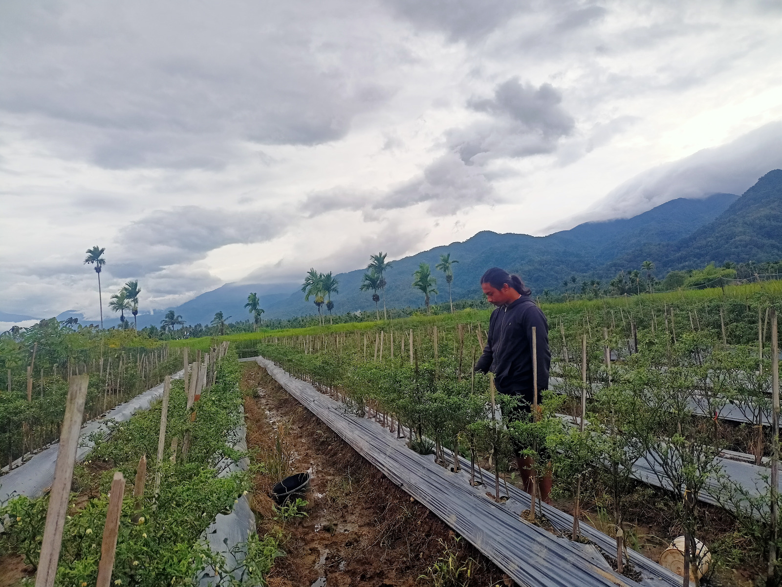 Putra, petani muda di Solsel, sedang mengurus tanaman cabai di lahannya di Muarolabuah, kemarin.