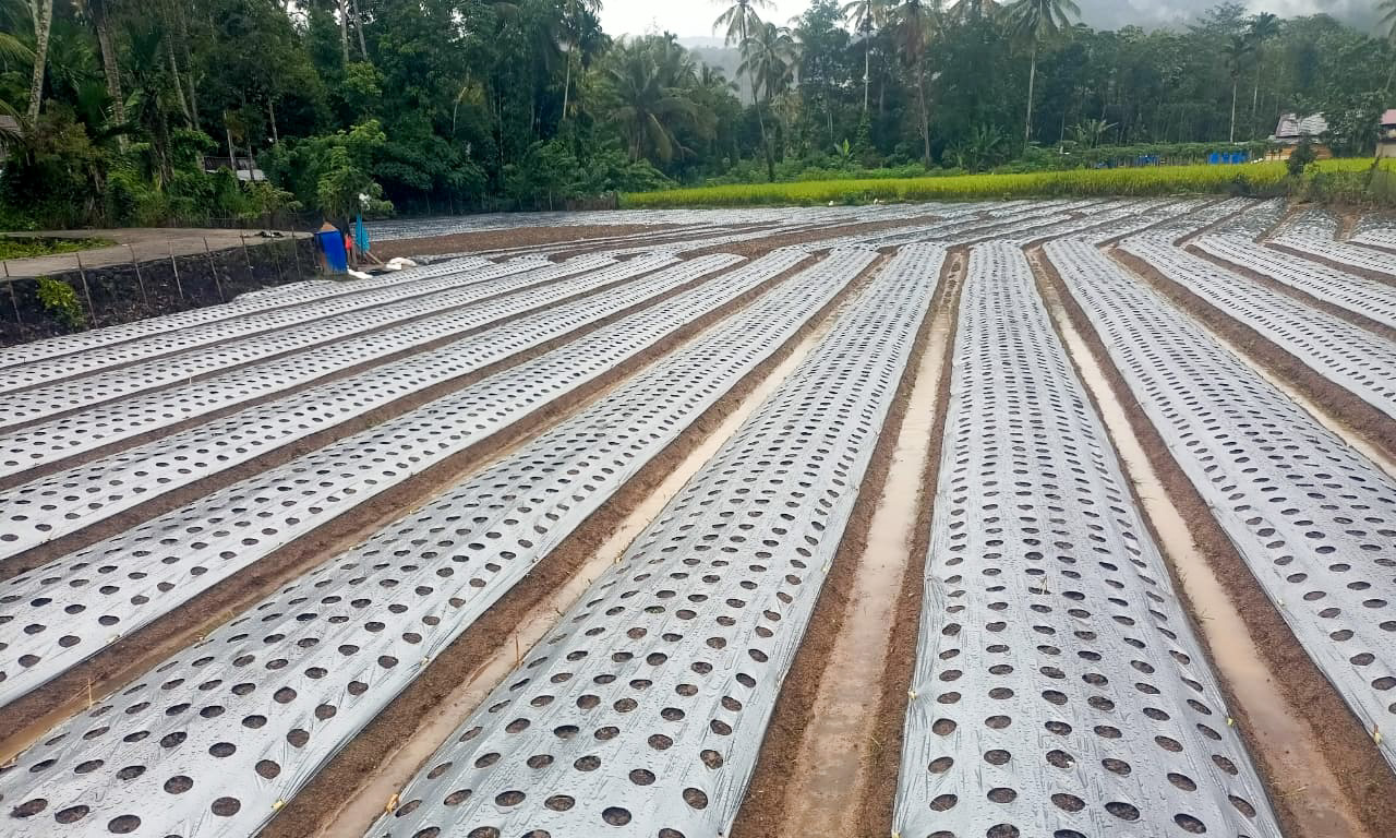 Petani bawang merah tertekan biaya bibit mahal dan cuaca hujan, sementara harga jual di tingkat petani masih fluktuatif dan berisiko.