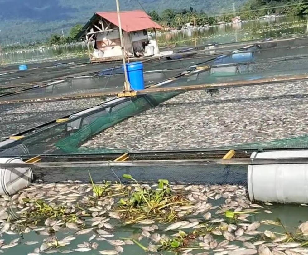 MERUGI: Petani keramba jaring apung (KJA) di Danau Maninjau menunjukkan sisa ikan nila yang mati massal akibat upwelling dan cuaca ekstrem, yang menimbulkan kerugian ekonomi mencapai Rp 32,86 miliar.