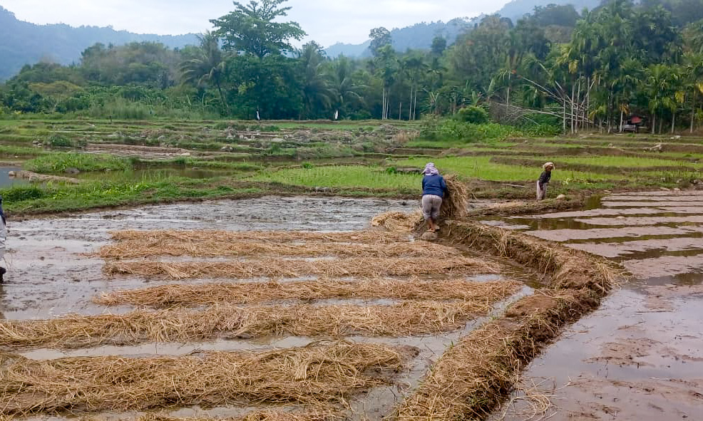 WALHI Sumbar mencatat 26.503 warga Bungus Teluk Kabung rentan dampak kerusakan hutan DAS Timbulun, 651 hektare sawah berisiko banjir dan longsor. (Foto: Walhi Sumbar)