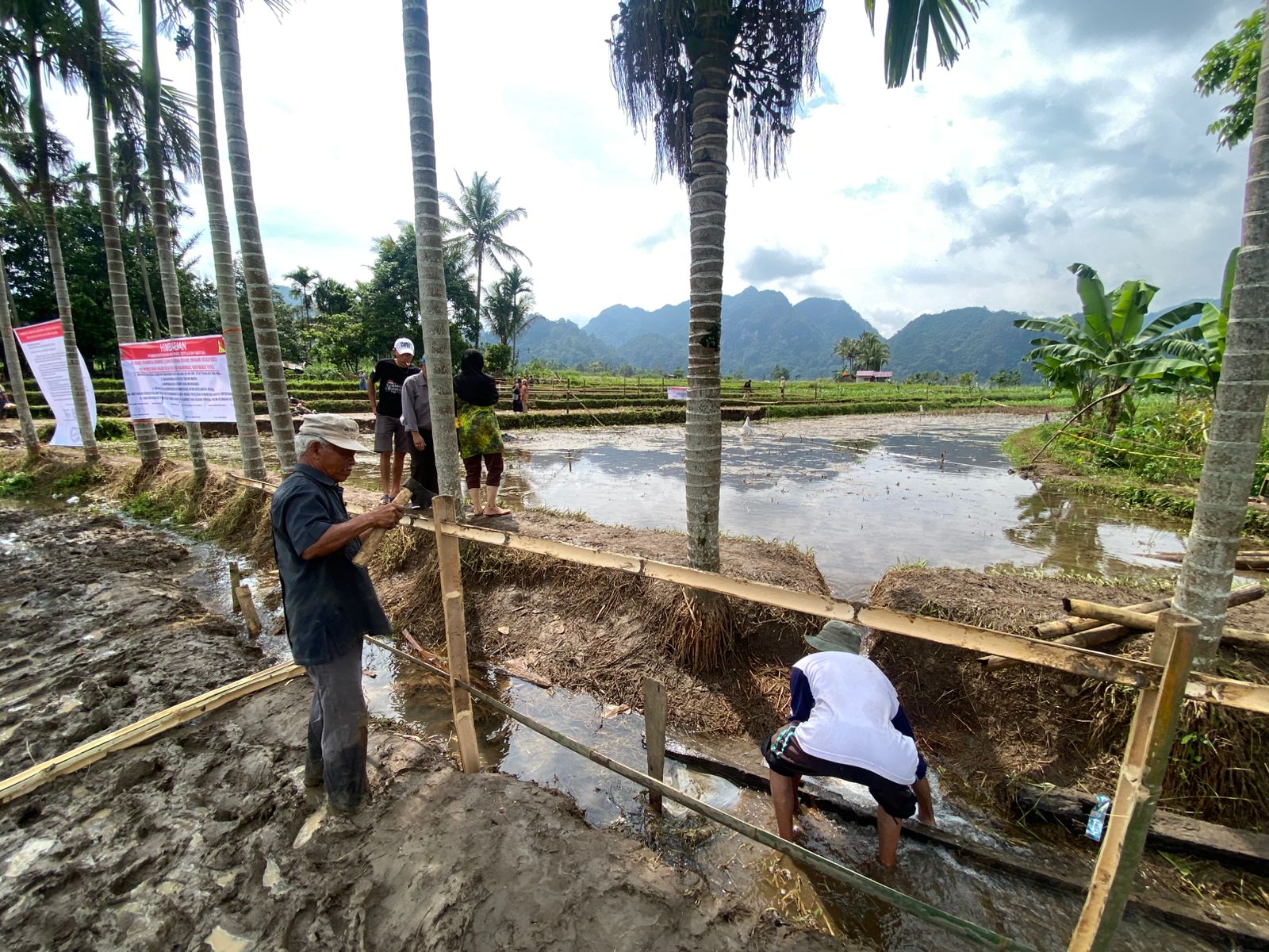 Sejumlah sawah milik petani mengalami kerusakan akibat dijadikan akses keluar-masuk para pengunjung yang datang melihat langsung lokasi sinkhole.