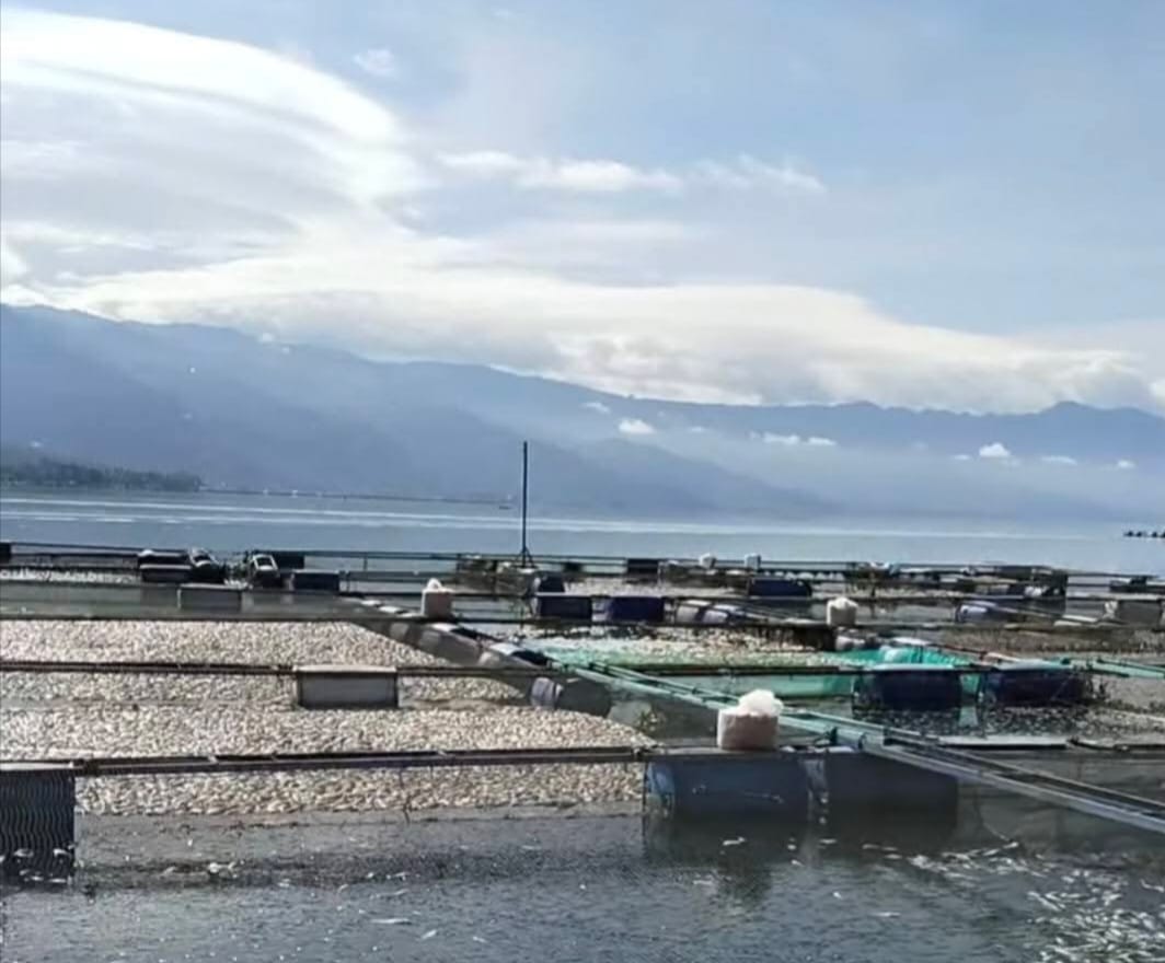 MATI MASSAL: Pembudidaya ikan KJA Danau Maninjau kembali dihadapkan pada musibah kematian ikan secara massal dan memicu angka kerugian yang besar di sektor perikanan di Agam sejak November 2025.(ROSVA