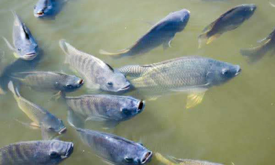 IPPGS Ganangan memutuskan menangkap dan menjual ikan di aliran Mushalla Al Ihsan akibat debit air menurun pascabanjir serta menunggu perbaikan tebing sungai Pemko Padang, Selasa (13/1/2026).