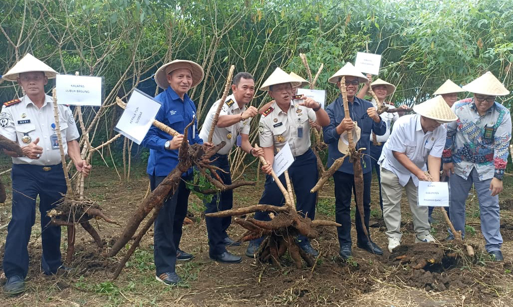 Lapas Kelas IIB Pasaman panen 20 ton singkong hibrida dan 20 kg minyak nilam dalam Panen Raya Serentak 2026, bagian pembinaan kemandirian warga binaan, Kamis (15/1/2026).