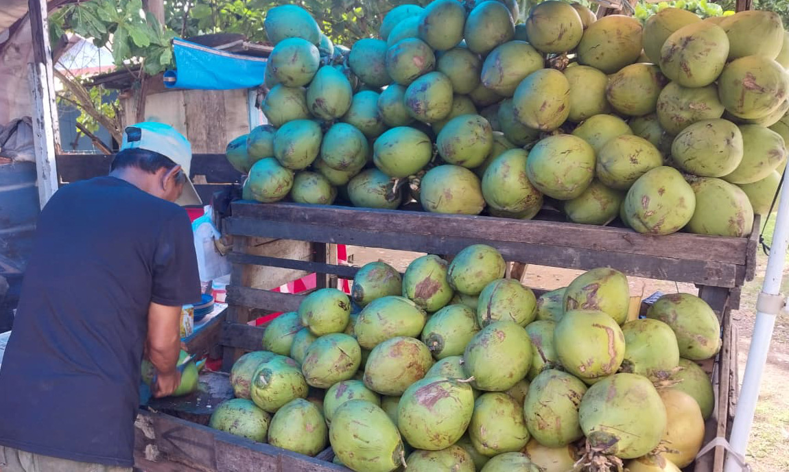 Salah satu lapak kelapa muda di Taplau, Kota Padang, Jumat (16/1/2026). (Foto: Mengki Kurniawan/Padeks)
