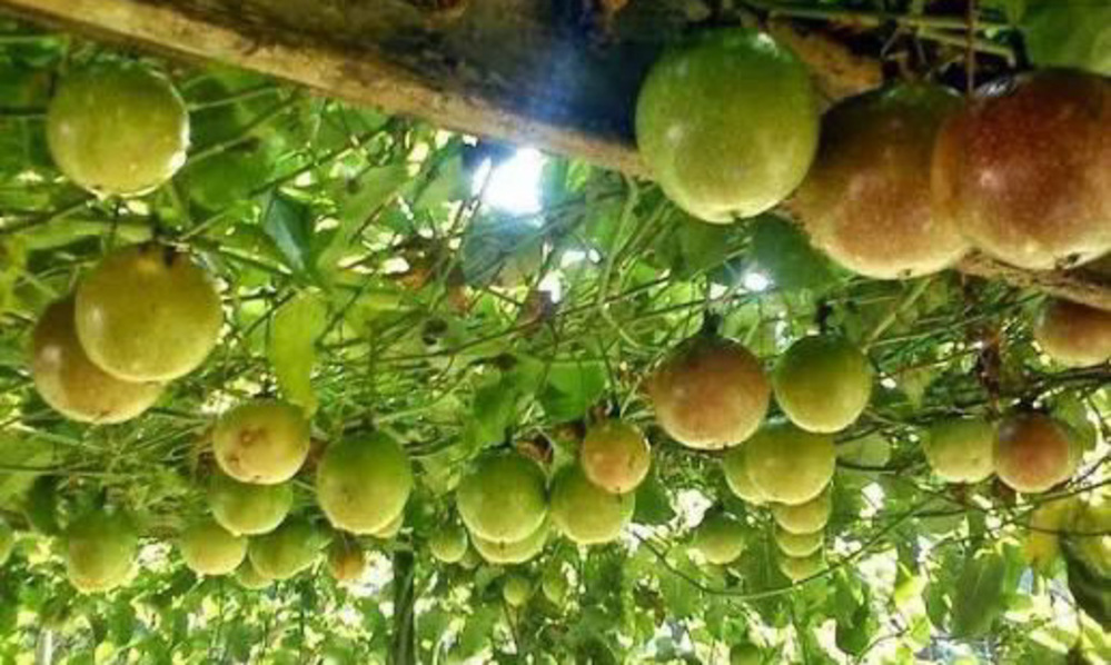 Petani markisa Solok kembali bangkit. Produktivitas naik dan ekspor tembus Malaysia&ndash;Singapura berkat dukungan teknologi, pelatihan, dan program pemerintah.
