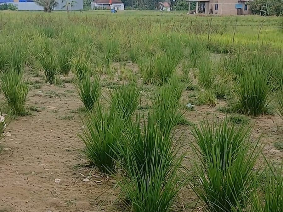 Kondisi sawah yang kering akibat irigasi yang rusak di Kelurahan Pasar Ambacang Kecamatan  Kuranji Kota Padang.(Suyudi/Padeks)