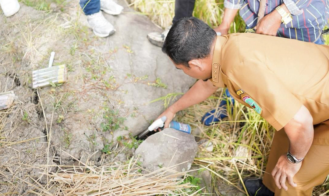Pemkab Solok menggelar gerakan pengendalian hama tikus di Gunung Talang guna menekan dampak serangan hama terhadap hasil panen petani.