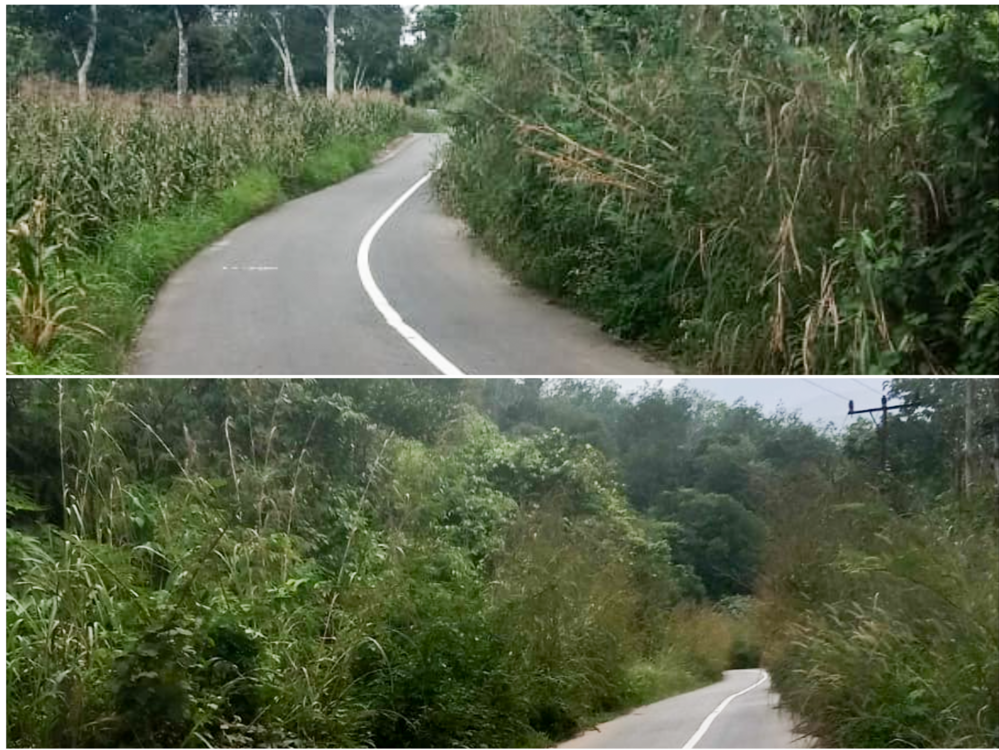 Jalan Lintas Rao&ndash;Rokan Hulu di Pasaman dipenuhi semak liar, Selasa (3/2/2026). Kondisi ini rawan kecelakaan dan mendorong peningkatan pemeliharaan rutin.