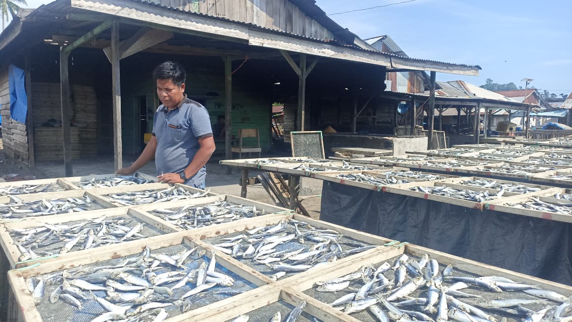 Pengrajin ikan asin sedang menyusun ikan saat proses penjemuran di Air Bangis.