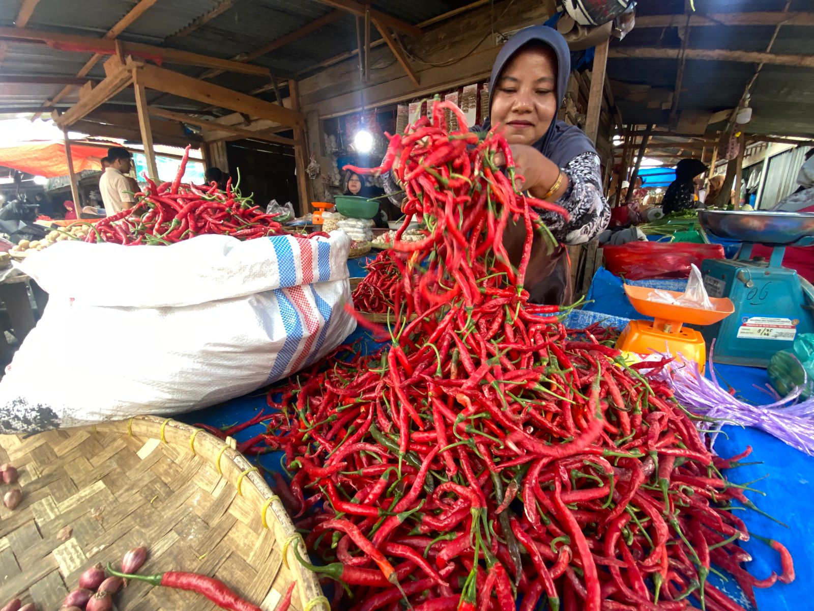 Salah seorang pedagang cabai di Pasar Ibuh Payakumbuh sedang merapikan cabai dagangannya, Selasa (3/2/2026).