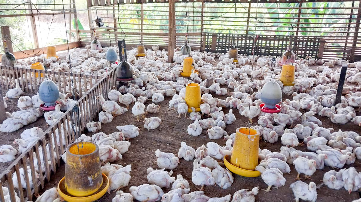 Salah satu peternakan ayam potong di kawasan Jalan Korong Gadang, Kecamatan Kuranji, Kota Padang, Kamis (5/1/2026). (Foto: Mengki Kurniawan/Padeks)