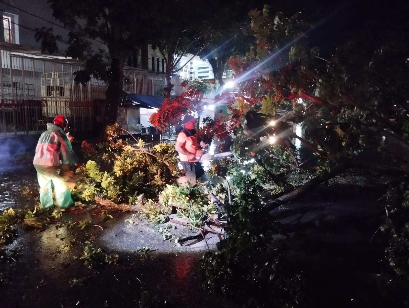 Akibat hujan dan angin kencang pohon mahoni setinggi 15 meter tumbang di Jalan Mongonsidi, Kecamatan Padang Barat, Kota Padang, Sabtu (7/2/2026). (BPBD Kota Padang)